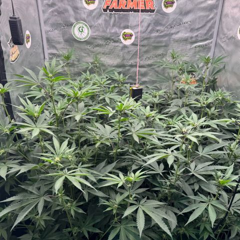 Super Buff Cherry #26  (4) growlog timeline photo