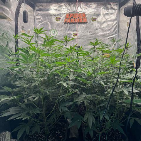 Super Buff Cherry #26  (4) growlog timeline photo