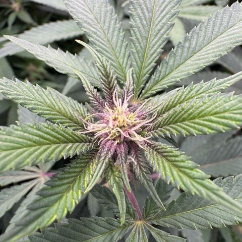 Super Buff Cherry #26  (4) growlog timeline photo