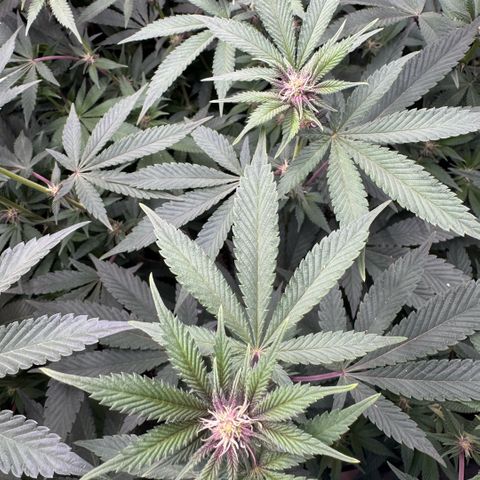 Super Buff Cherry #26  (4) growlog timeline photo