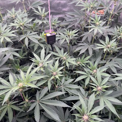 Super Buff Cherry #26  (4) growlog timeline photo