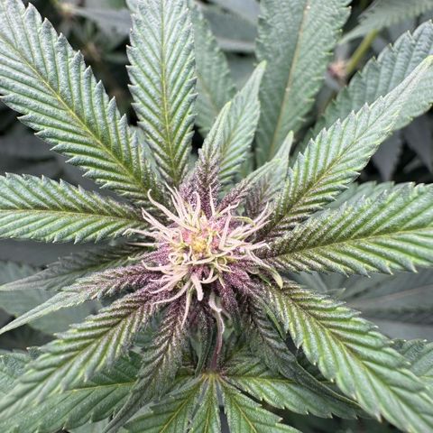 Super Buff Cherry #26  (4) growlog timeline photo