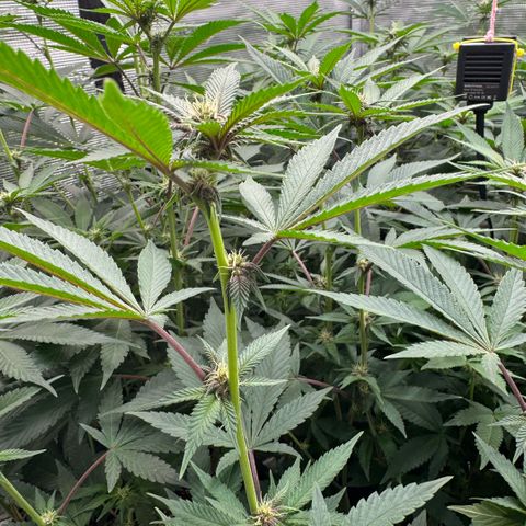 Super Buff Cherry #26  (4) growlog timeline photo