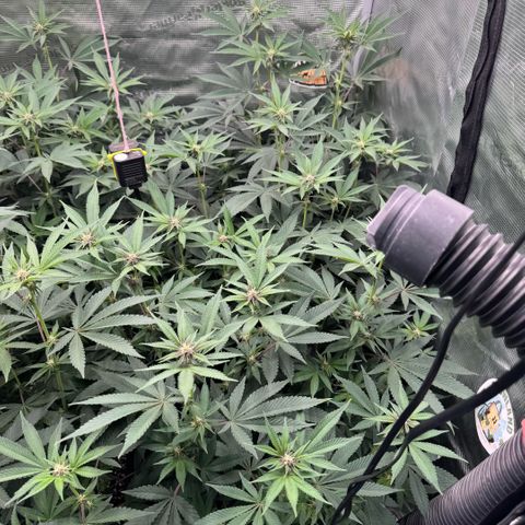 Super Buff Cherry #26  (4) growlog timeline photo