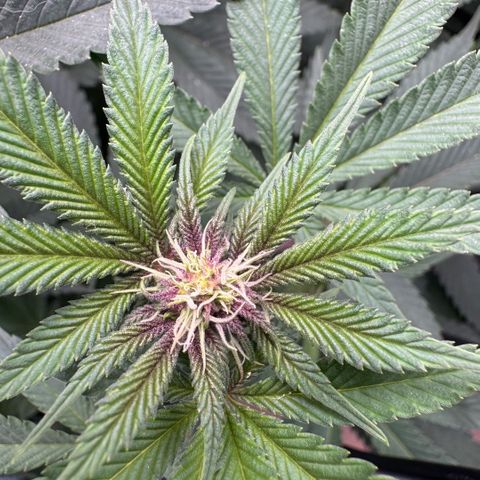 Super Buff Cherry #26  (4) growlog timeline photo