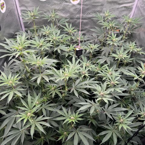 Super Buff Cherry #26  (4) growlog timeline photo