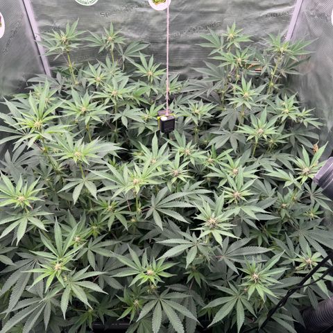 Super Buff Cherry #26  (4) growlog timeline photo