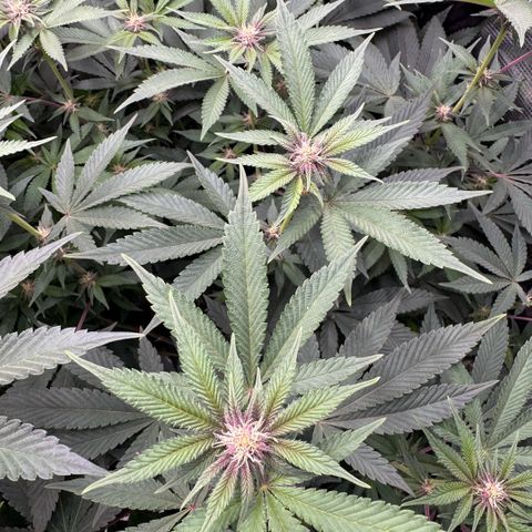 Super Buff Cherry #26  (4) growlog timeline photo