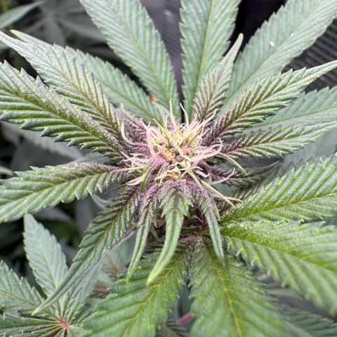 Super Buff Cherry #26  (4) growlog timeline photo