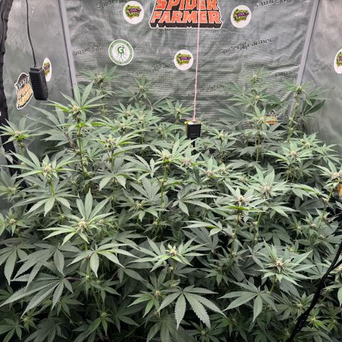 Super Buff Cherry #26  (4) growlog timeline photo