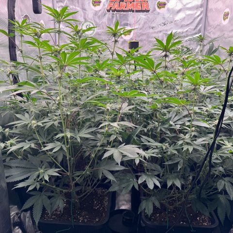 Super Buff Cherry #26  (4) growlog timeline photo