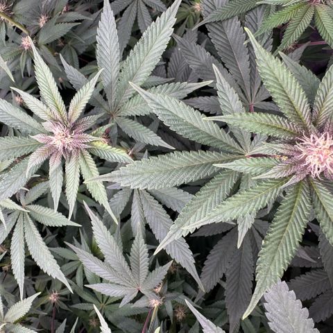 Super Buff Cherry #26  (4) growlog timeline photo