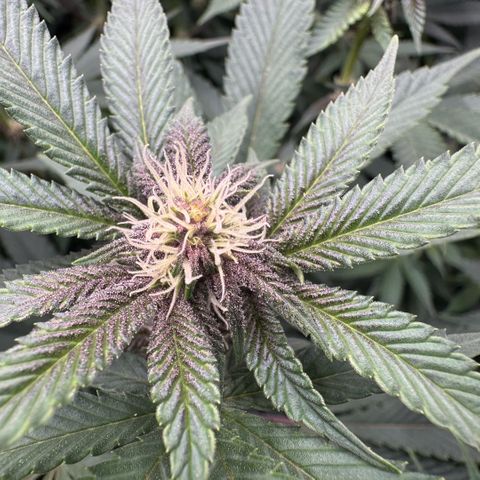 Super Buff Cherry #26  (4) growlog timeline photo