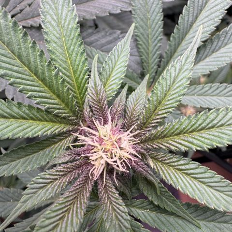 Super Buff Cherry #26  (4) growlog timeline photo