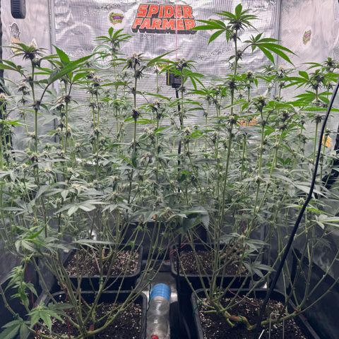 Super Buff Cherry #26  (4) growlog timeline photo
