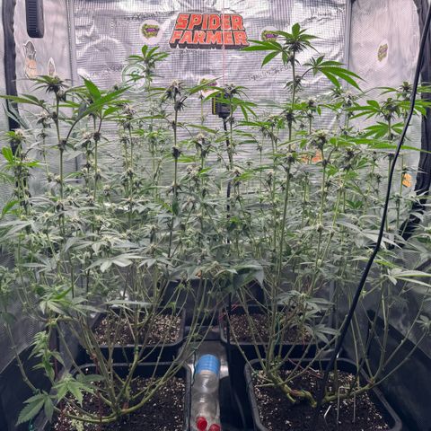 Super Buff Cherry #26  (4) growlog timeline photo