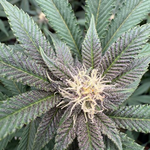 Super Buff Cherry #26  (4) growlog timeline photo