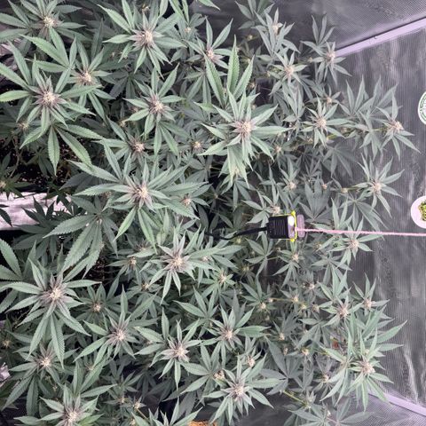 Super Buff Cherry #26  (4) growlog timeline photo