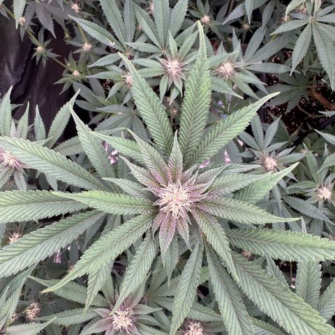 Super Buff Cherry #26  (4) growlog timeline photo
