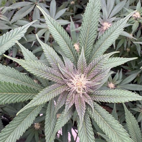 Super Buff Cherry #26  (4) growlog timeline photo