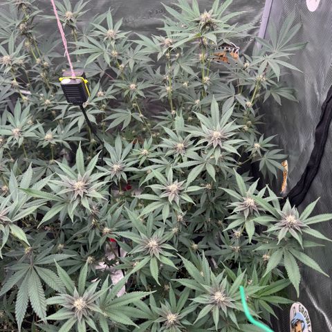Super Buff Cherry #26  (4) growlog timeline photo