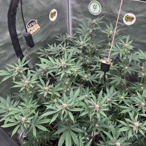 Super Buff Cherry #26  (4) growlog timeline photo