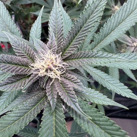 Super Buff Cherry #26  (4) growlog timeline photo