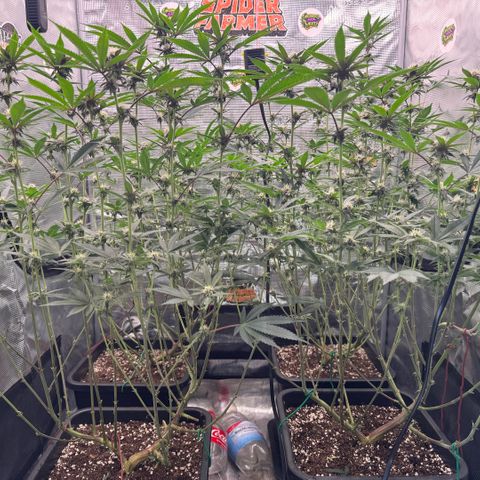 Super Buff Cherry #26  (4) growlog timeline photo