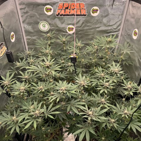 Super Buff Cherry #26  (4) growlog timeline photo