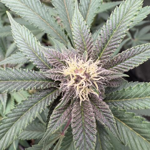 Super Buff Cherry #26  (4) growlog timeline photo