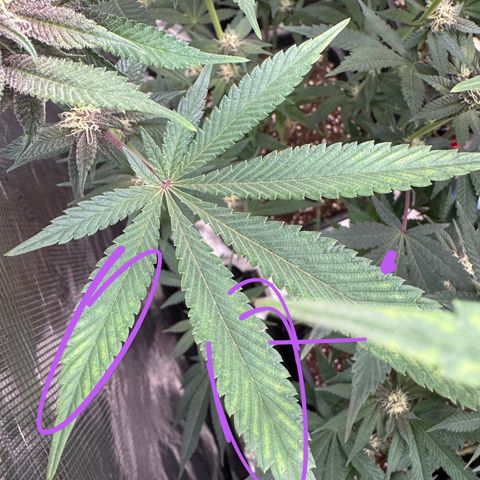 Super Buff Cherry #26  (4) growlog timeline photo