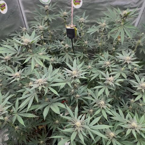Super Buff Cherry #26  (4) growlog timeline photo