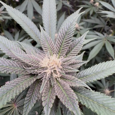 Super Buff Cherry #26  (4) growlog timeline photo