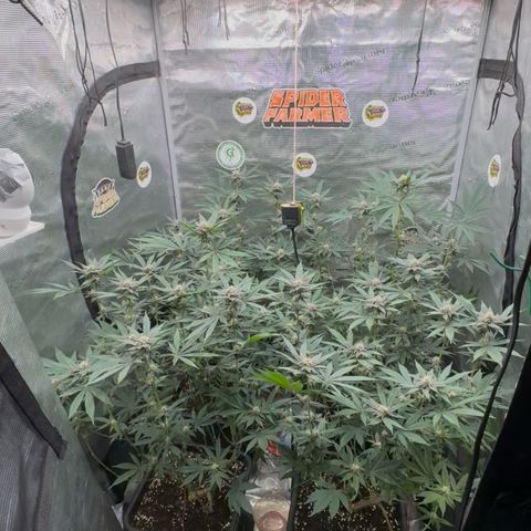 Super Buff Cherry #26  (4) growlog timeline photo