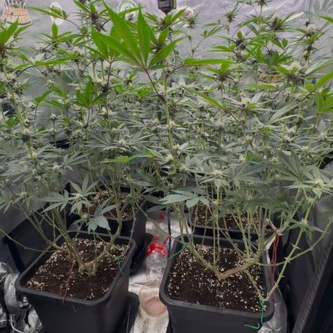 Super Buff Cherry #26  (4) growlog timeline photo