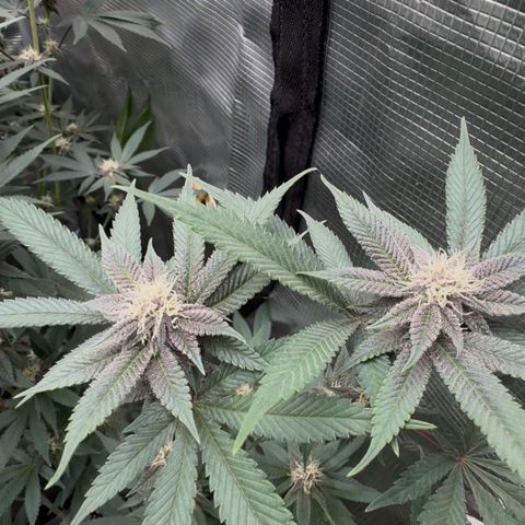 Super Buff Cherry #26  (4) growlog timeline photo