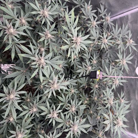 Super Buff Cherry #26  (4) growlog timeline photo