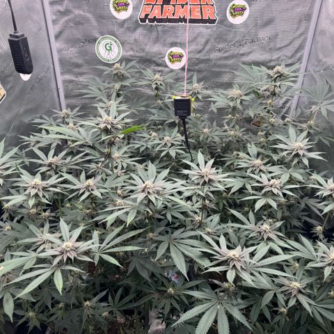 Super Buff Cherry #26  (4) growlog timeline photo