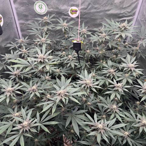 Super Buff Cherry #26  (4) growlog timeline photo