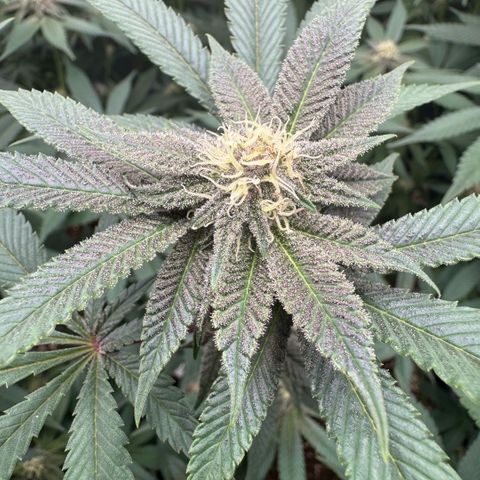 Super Buff Cherry #26  (4) growlog timeline photo