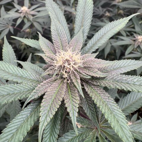 Super Buff Cherry #26  (4) growlog timeline photo