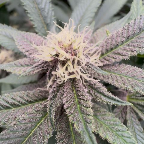 Super Buff Cherry #26  (4) growlog timeline photo
