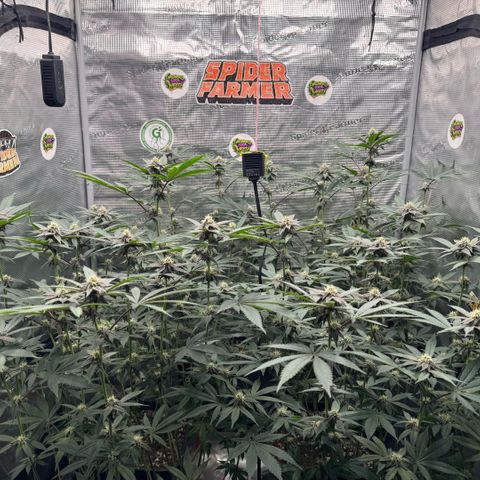 Super Buff Cherry #26  (4) growlog timeline photo