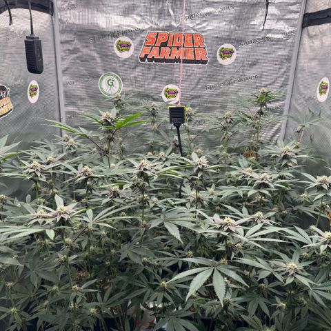 Super Buff Cherry #26  (4) growlog timeline photo