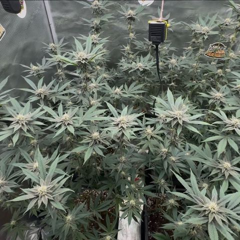 Super Buff Cherry #26  (4) growlog timeline photo