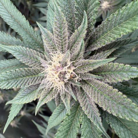 Super Buff Cherry #26  (4) growlog timeline photo