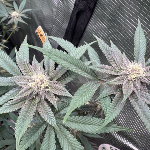 Super Buff Cherry #26  (4) growlog timeline photo