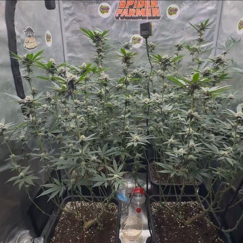 Super Buff Cherry #26  (4) growlog timeline photo