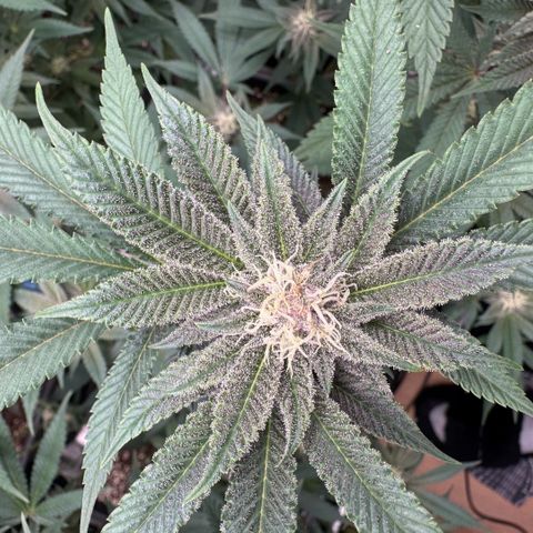 Super Buff Cherry #26  (4) growlog timeline photo