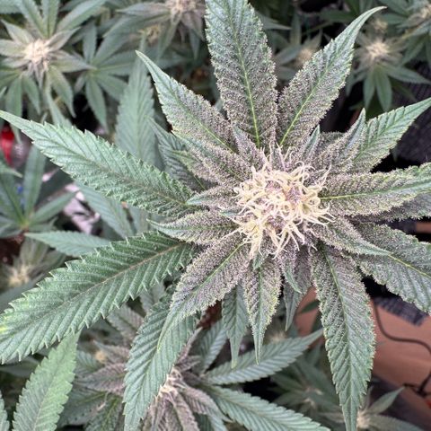 Super Buff Cherry #26  (4) growlog timeline photo